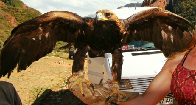 Golden eagle Kyrgyzstan
